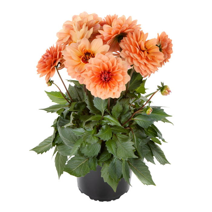 Geogine 'Dahlia Labella Grande' i 14 cm potte